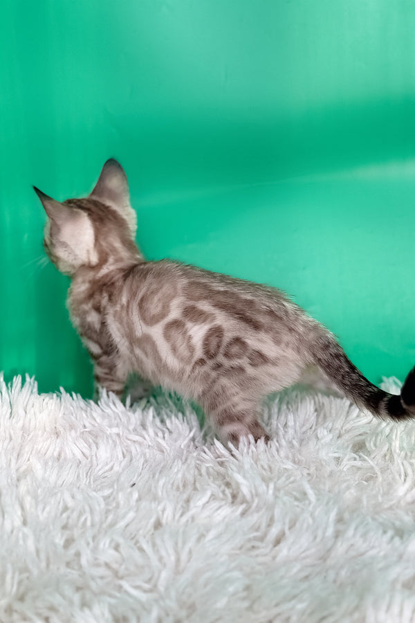 Emma | Bengal Kitten