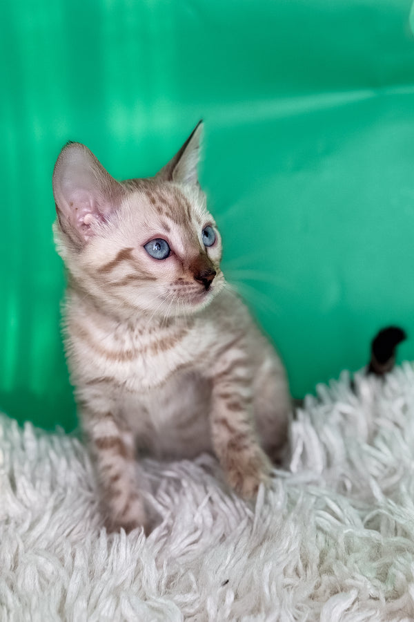 Emma | Bengal Kitten