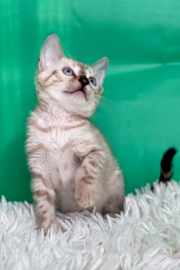 Emma | Bengal Kitten