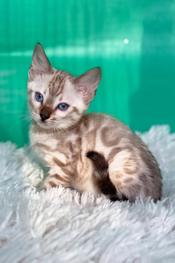 Emma | Bengal Kitten
