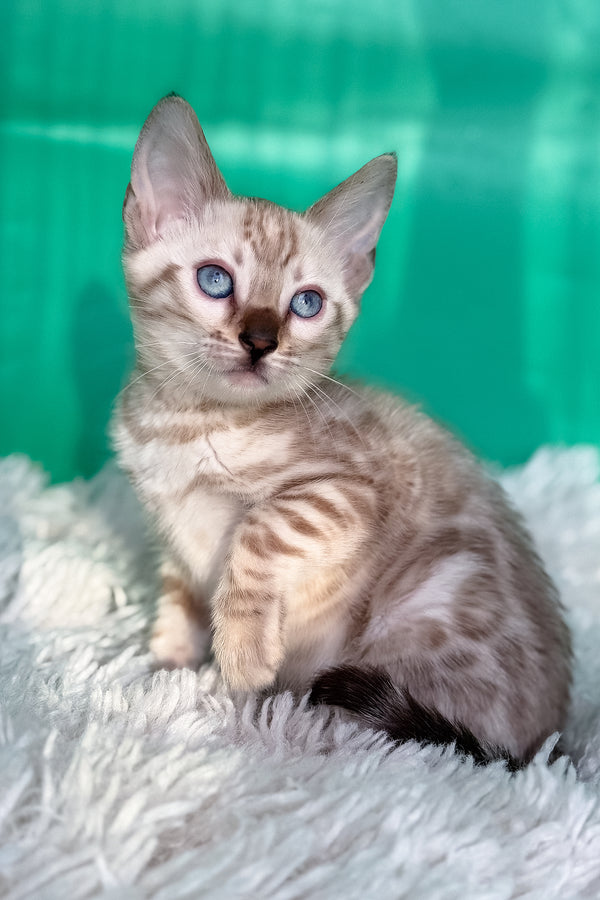 Emma | Bengal Kitten