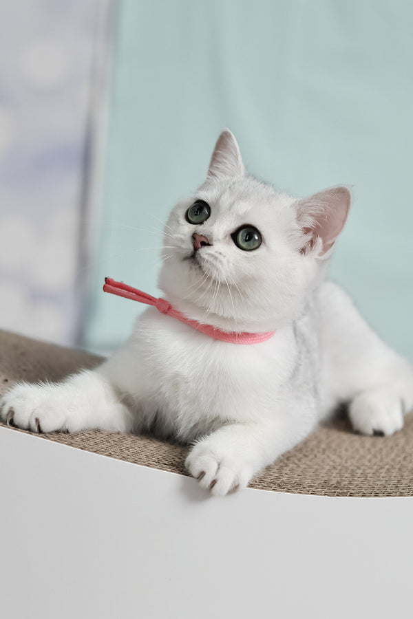 Emma | British Shorthair Kitten