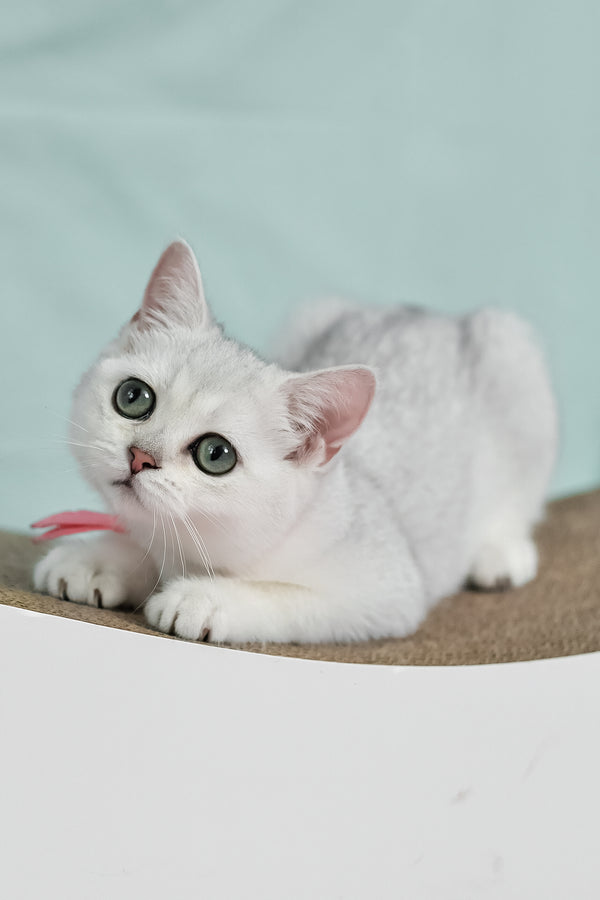 Emma | British Shorthair Kitten