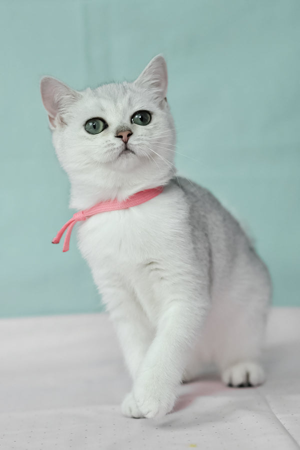 Emma | British Shorthair Kitten