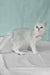Emma | British Shorthair Kitten