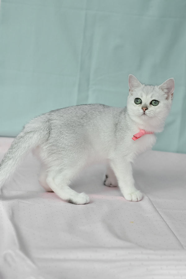 Emma | British Shorthair Kitten