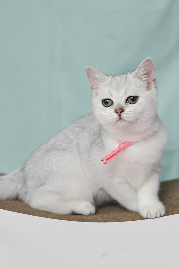 Emma | British Shorthair Kitten