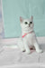 Emma | British Shorthair Kitten