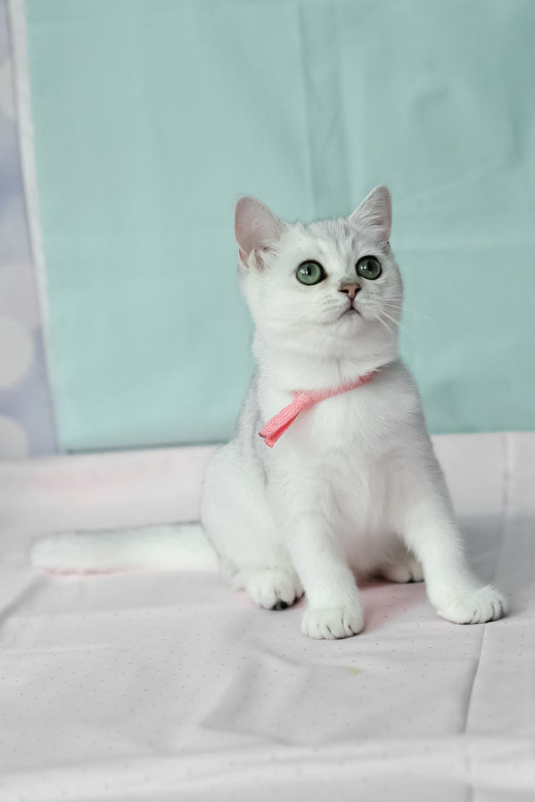 Emma | British Shorthair Kitten