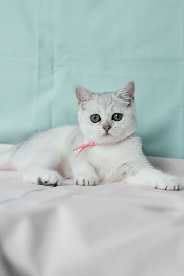 Emma | British Shorthair Kitten