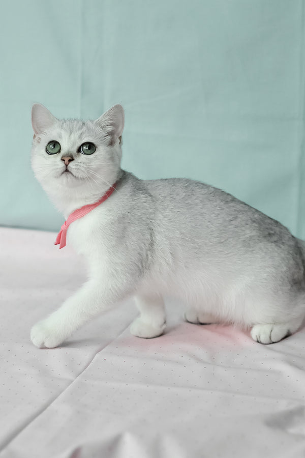 Emma | British Shorthair Kitten
