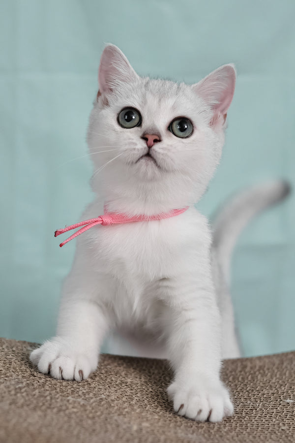 Emma | British Shorthair Kitten