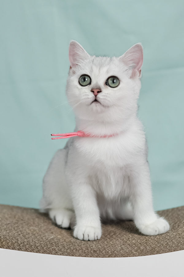 Emma | British Shorthair Kitten
