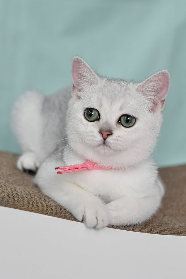 Emma | British Shorthair Kitten