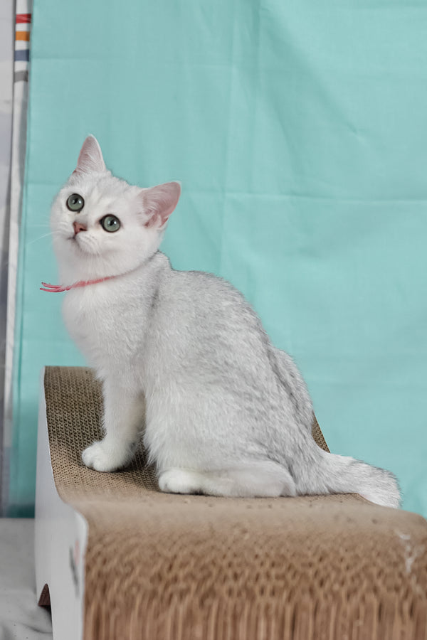 Emma | British Shorthair Kitten