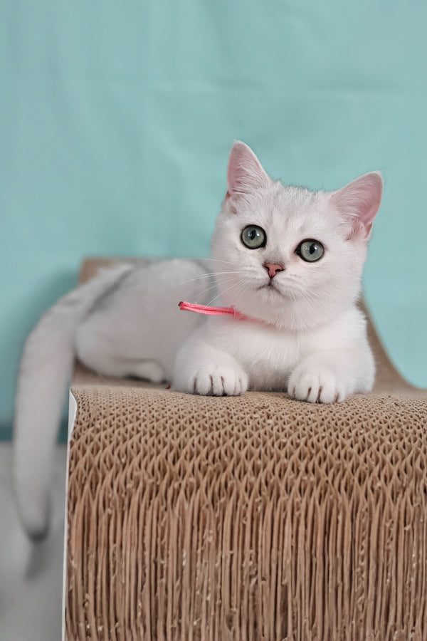 Emma | British Shorthair Kitten