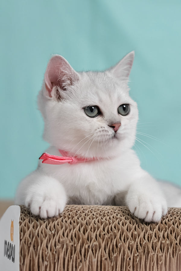 Emma | British Shorthair Kitten