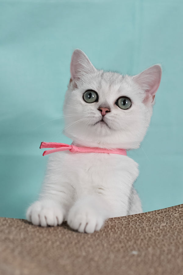 Emma | British Shorthair Kitten