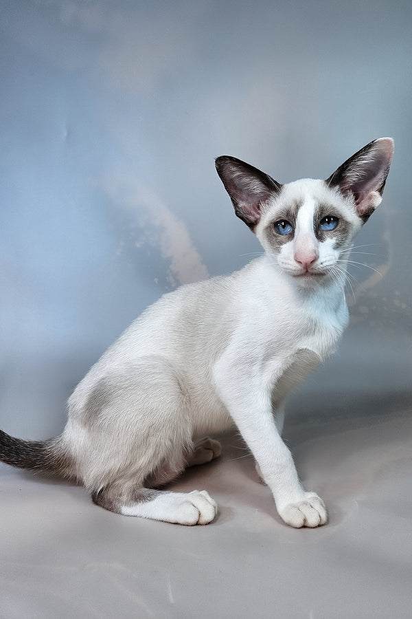 Emma | Oriental Shorthair Kitten