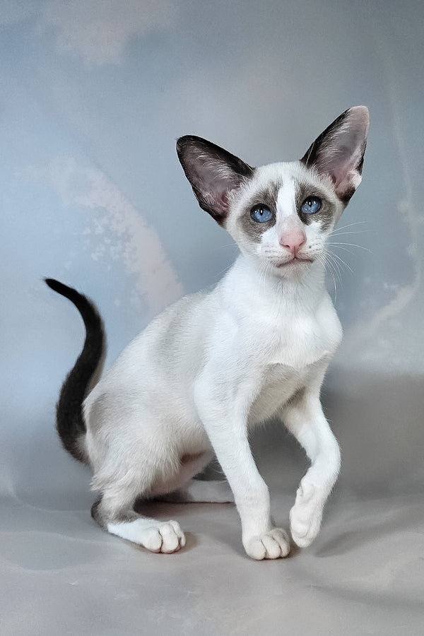 Emma | Oriental Shorthair Kitten