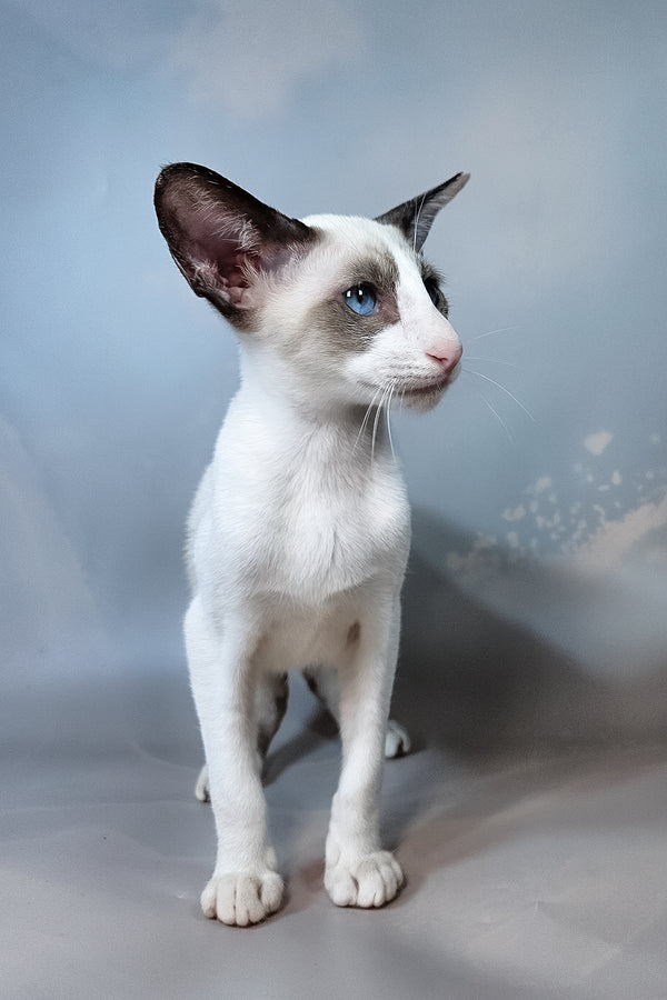 Emma | Oriental Shorthair Kitten