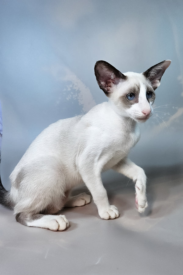 Emma | Oriental Shorthair Kitten