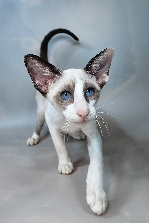 Emma | Oriental Shorthair Kitten