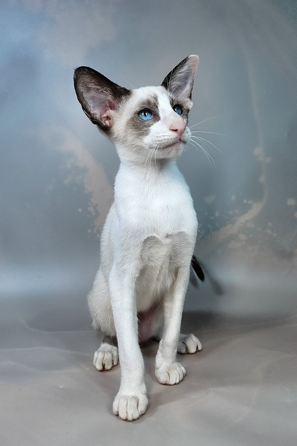 Emma | Oriental Shorthair Kitten