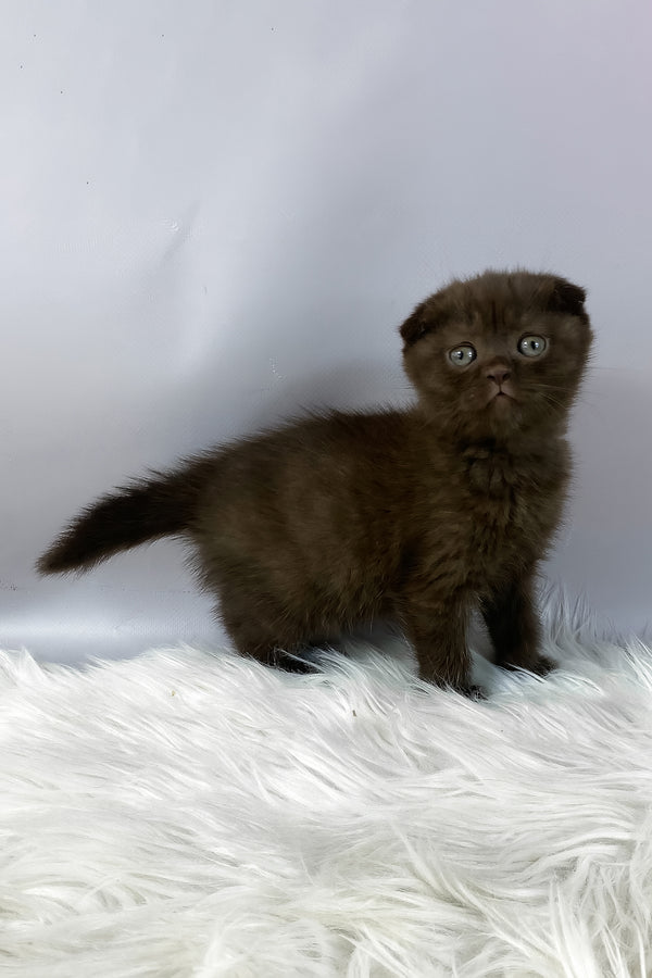Emma | Scottish Fold Kitten