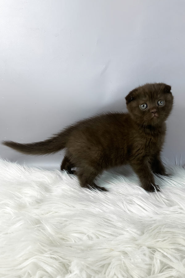 Emma | Scottish Fold Kitten