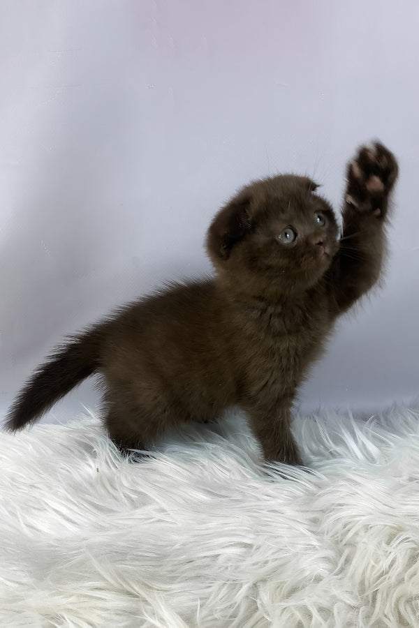 Emma | Scottish Fold Kitten