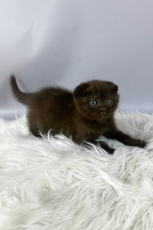 Emma | Scottish Fold Kitten
