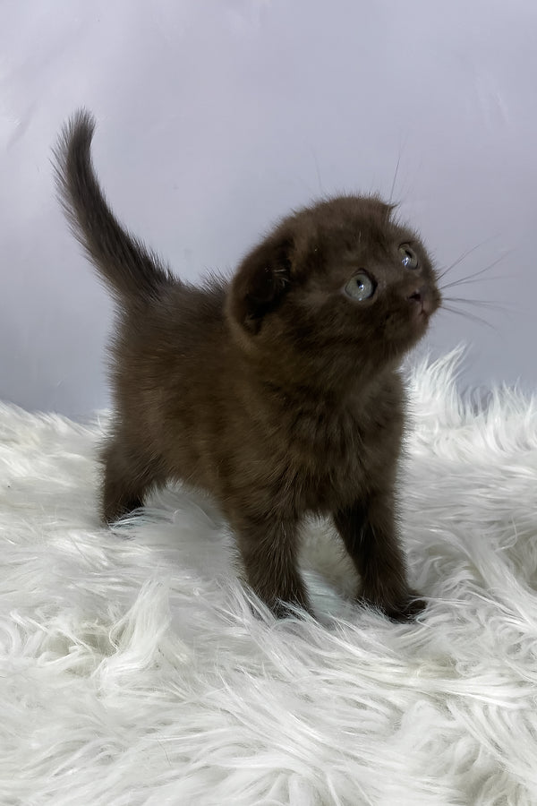 Emma | Scottish Fold Kitten