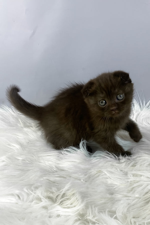 Emma | Scottish Fold Kitten