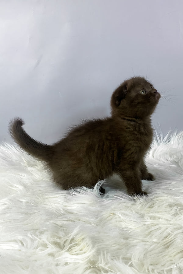 Emma | Scottish Fold Kitten