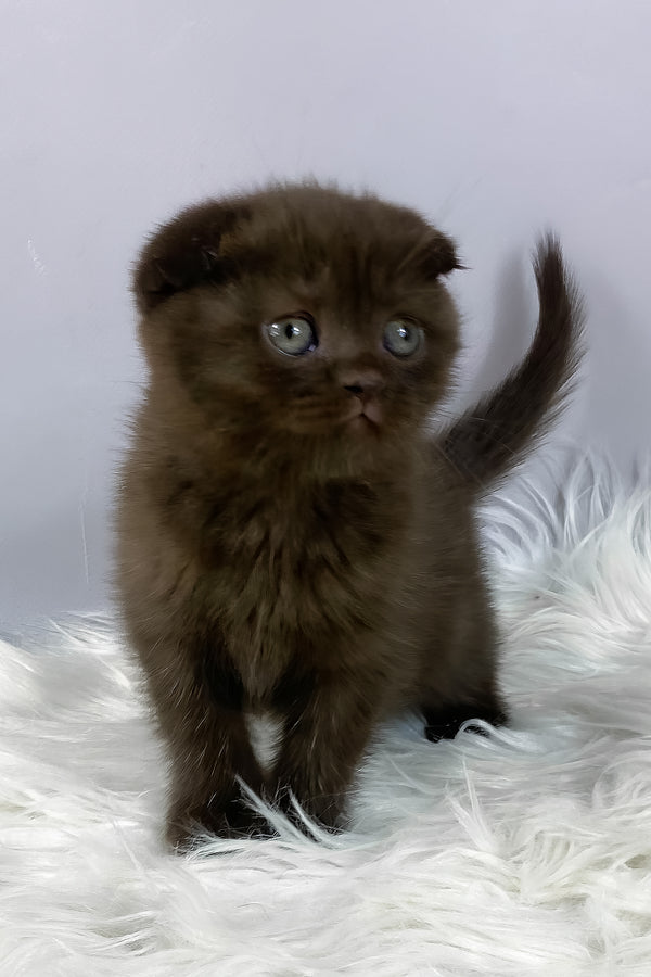 Emma | Scottish Fold Kitten