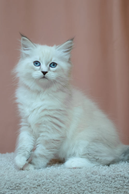 Emmanuel | Siberian Kitten
