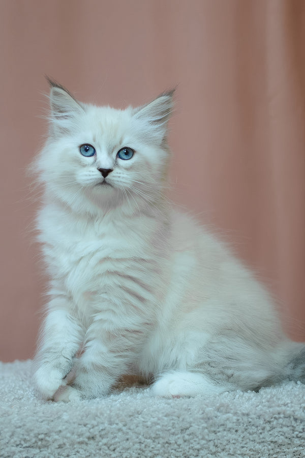 Emmanuel | Siberian Kitten