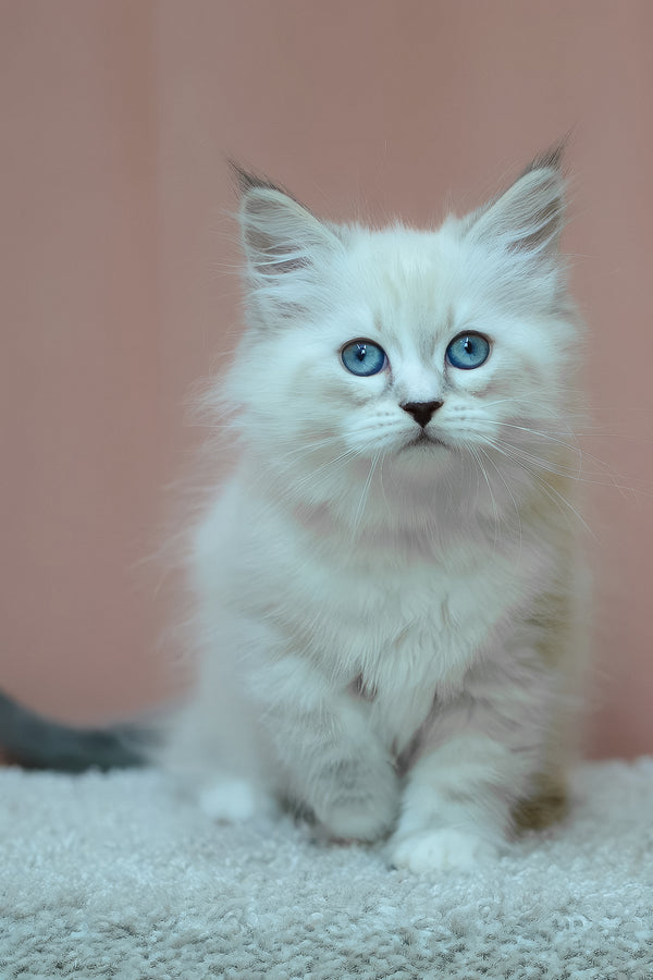 Emmanuel | Siberian Kitten