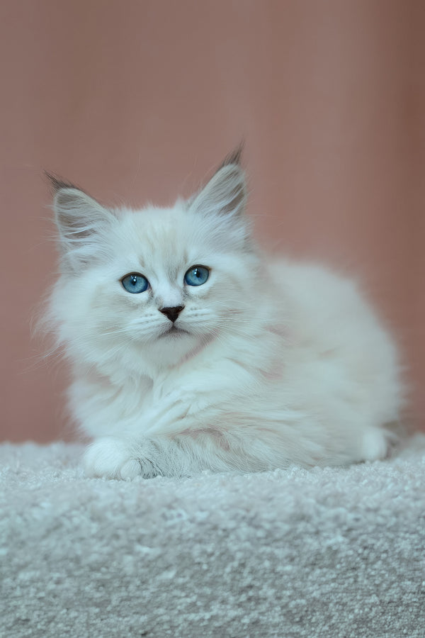 Emmanuel | Siberian Kitten