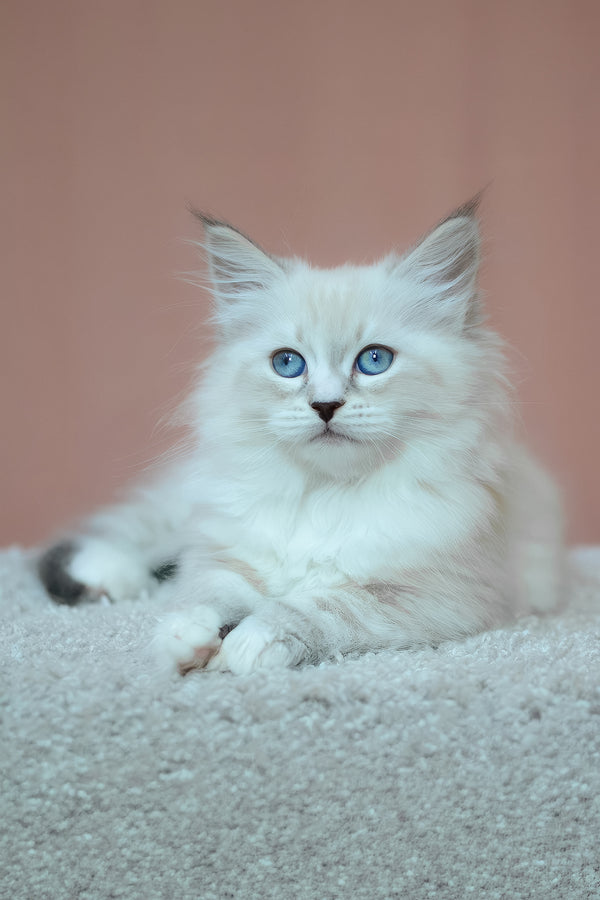 Emmanuel | Siberian Kitten