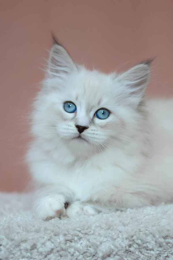 Emmanuel | Siberian Kitten