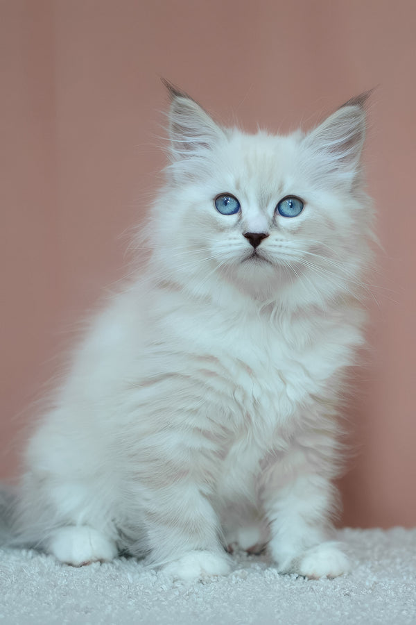 Emmanuel | Siberian Kitten