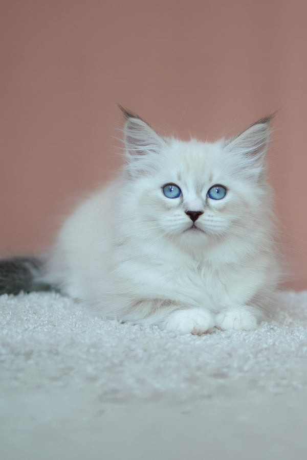Emmanuel | Siberian Kitten