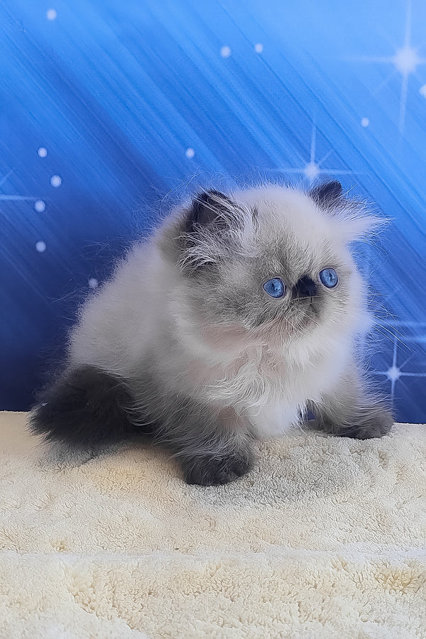 Emmi | Persian Kitten