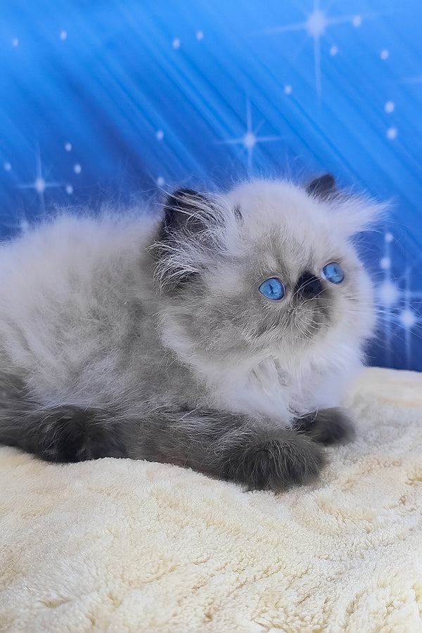 Emmi | Persian Kitten