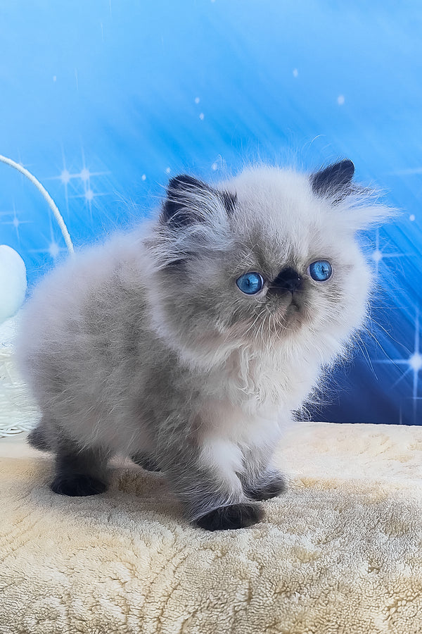 Emmi | Persian Kitten