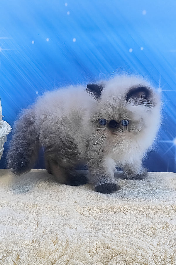 Emmi | Persian Kitten