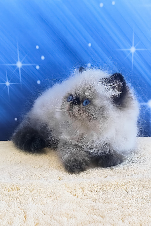 Emmi | Persian Kitten