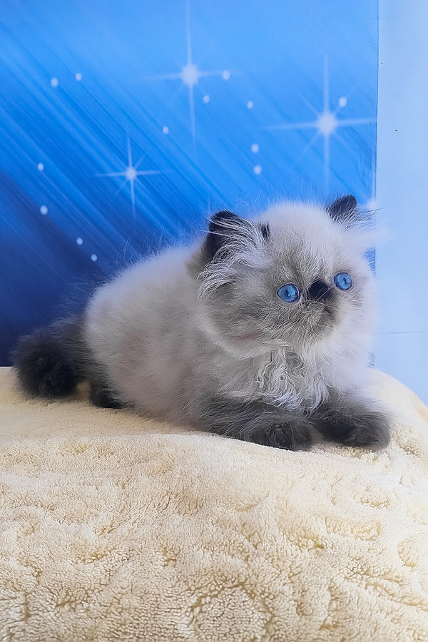 Emmi | Persian Kitten